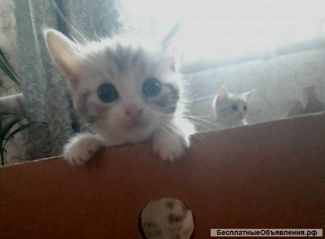 Котята в подарок