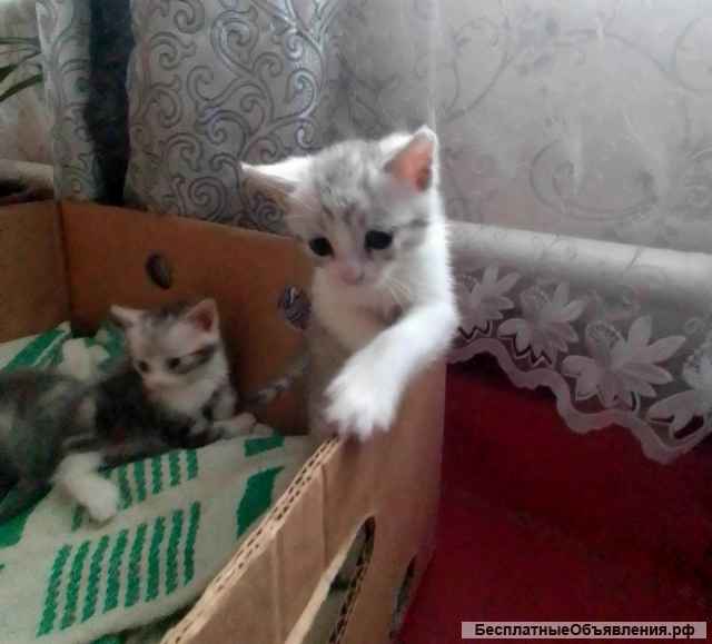 Котята в подарок