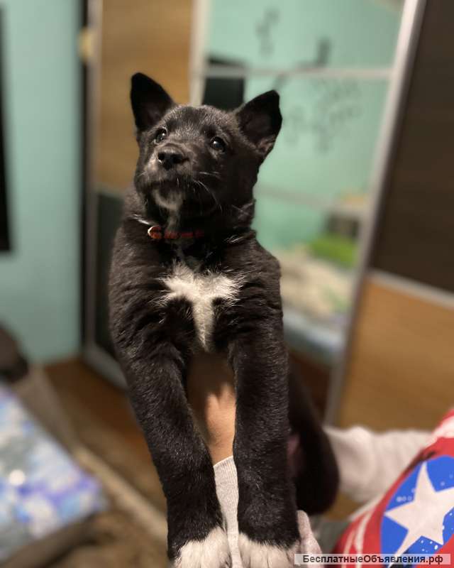 Щенки в добрые ручки