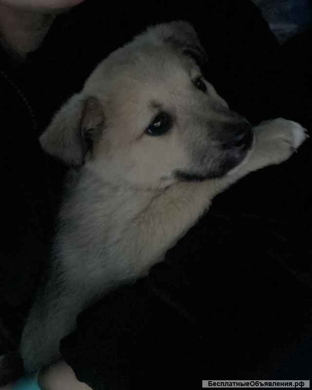 Щенки в добрые ручки