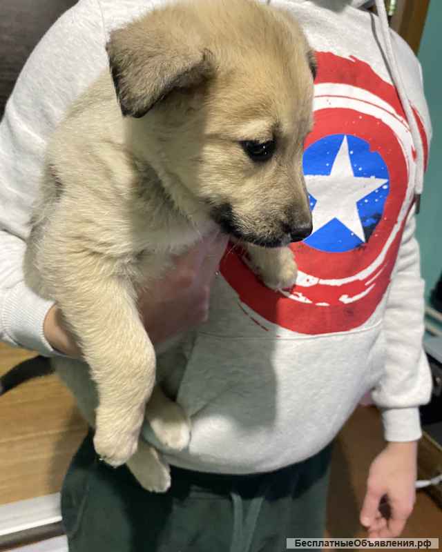 Щенки в добрые ручки