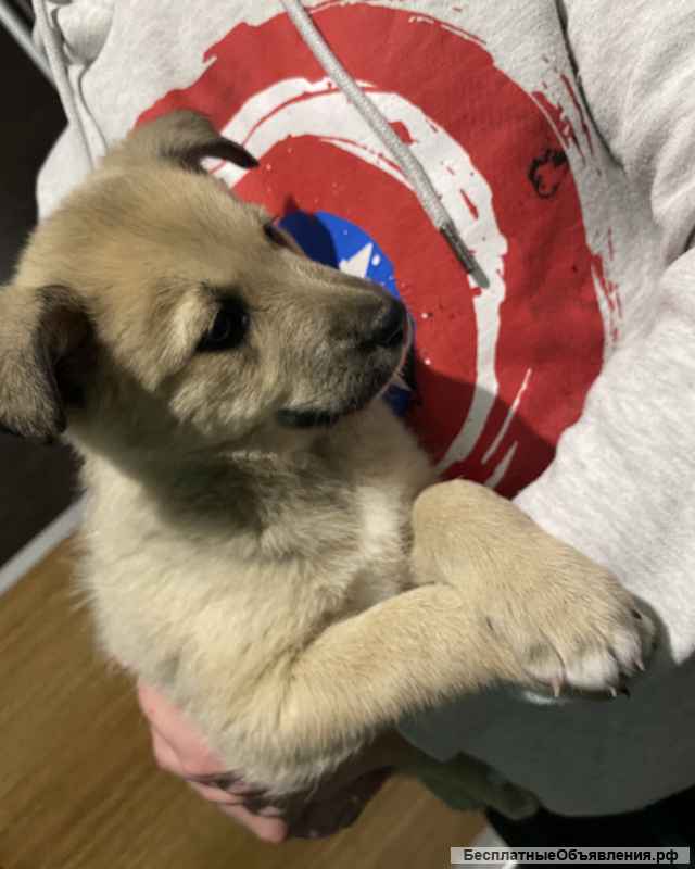 Щенки в добрые ручки