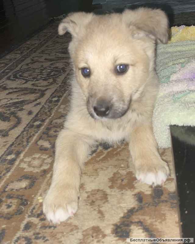 Щенки в добрые ручки