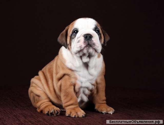 Щенки Континентального Бульдога