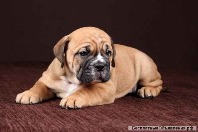 Щенки Континентального Бульдога
