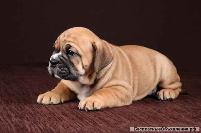 Щенки Континентального Бульдога