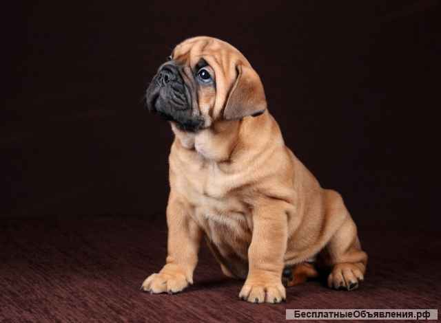 Щенки Континентального Бульдога