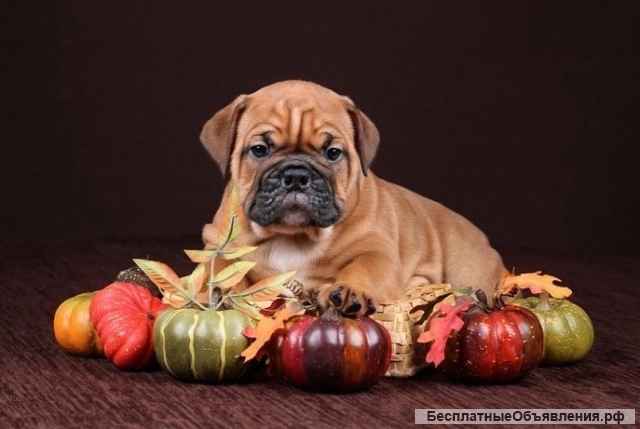 Щенки Континентального Бульдога