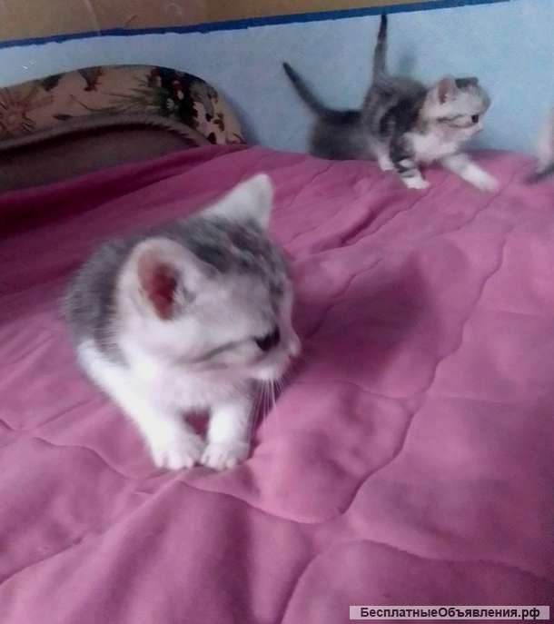 Котята в добрые руки