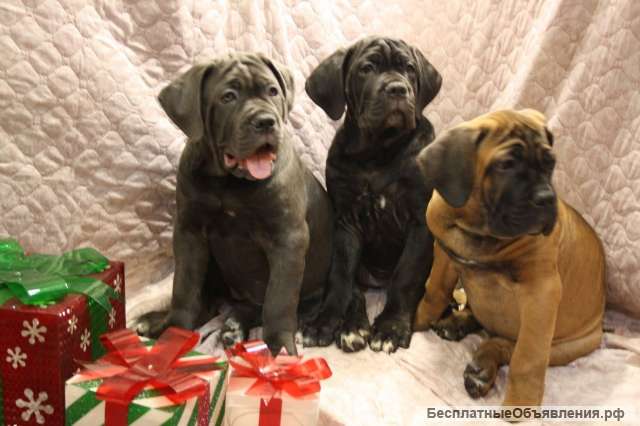 Щенки Кане Корсо от красивой пары