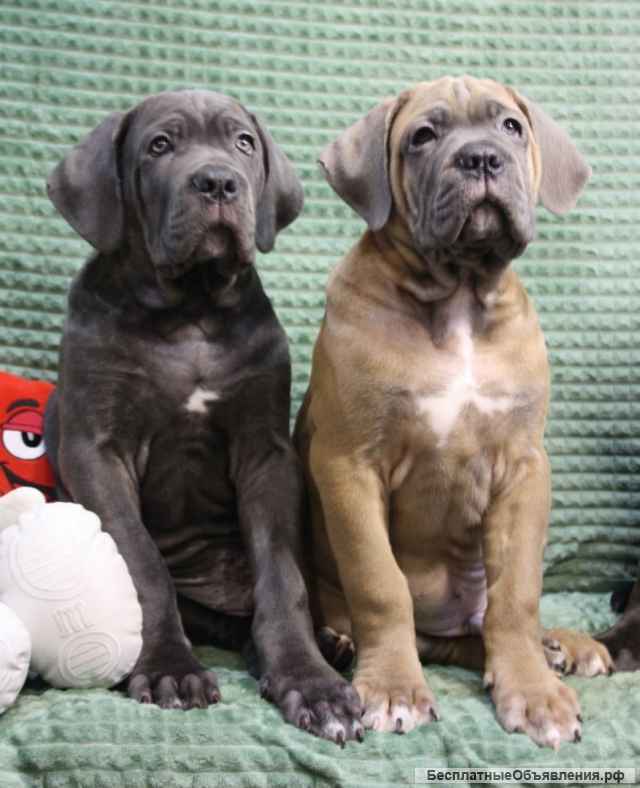 Щенки Кане Корсо от красивой пары