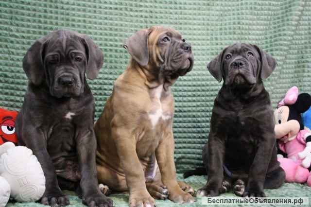 Щенки Кане Корсо от красивой пары