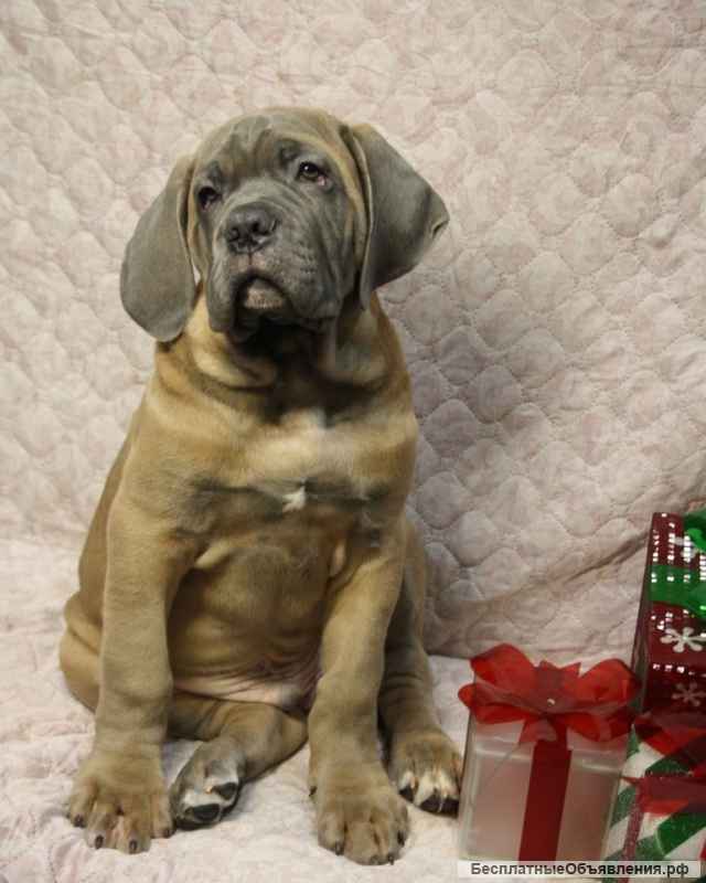 Щенки Кане Корсо от красивой пары