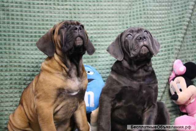 Щенки Кане Корсо от красивой пары