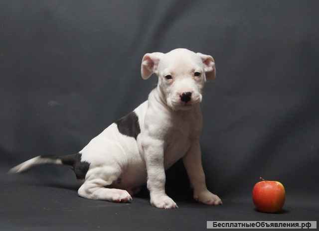 Щенки Амстаффтерьера