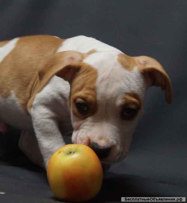 Щенки Амстаффтерьера