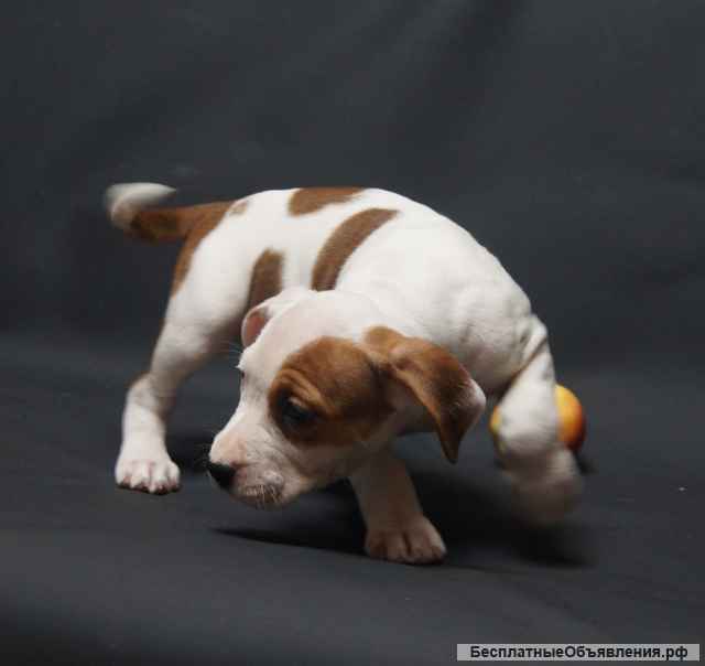 Щенки Амстаффтерьера