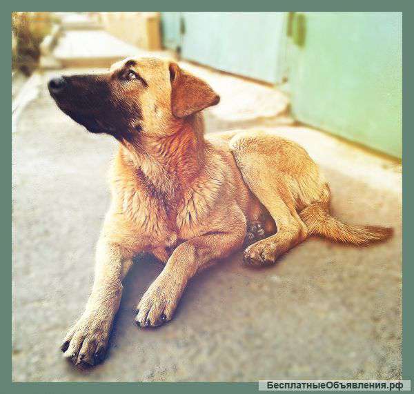 Рыжик ,ждёт вас