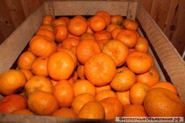 Абхазские мандарины оптом от 20 тонн от производителя