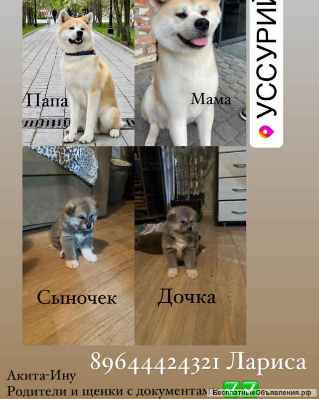 Щенок Акита-ину