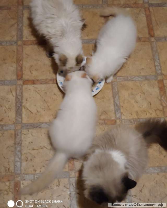 Котятя Невской Маскарадной даром