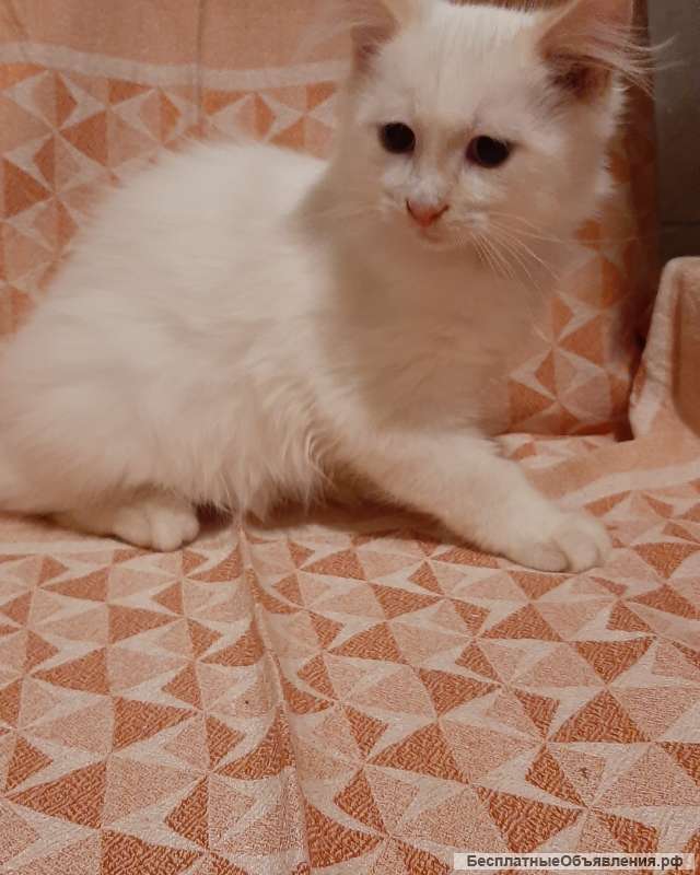 Котятя Невской Маскарадной даром