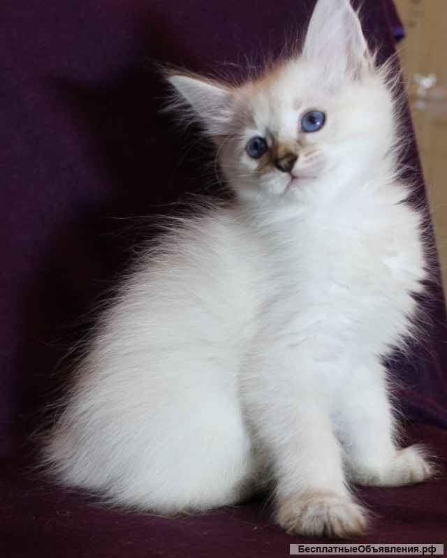 Котятя Невской Маскарадной даром