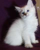 Котятя Невской Маскарадной даром