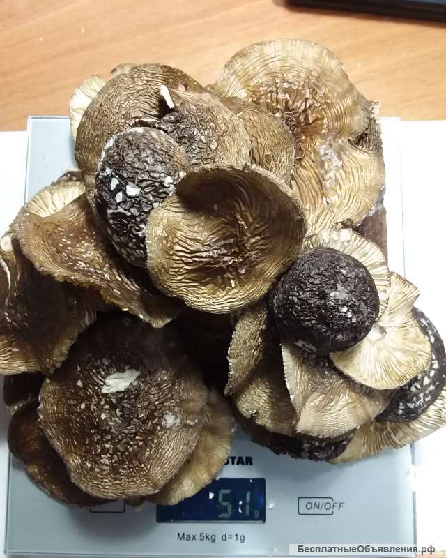 Сушеные шляпки мхм
