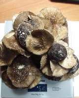 Сушеные шляпки мхм