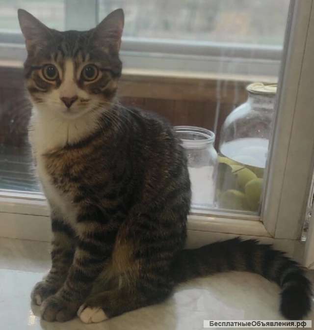 Полосатый и милый котик Ют в добрые руки
