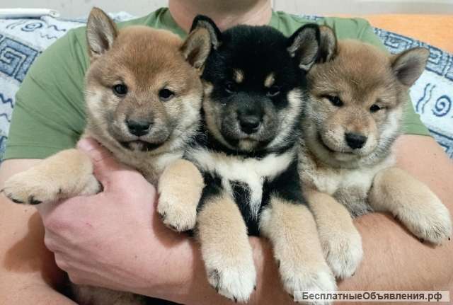 Щенки (девочки) Сиба-ину