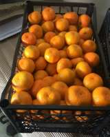 Мандарины оптом из Грузии/Абхазии со своей плантации