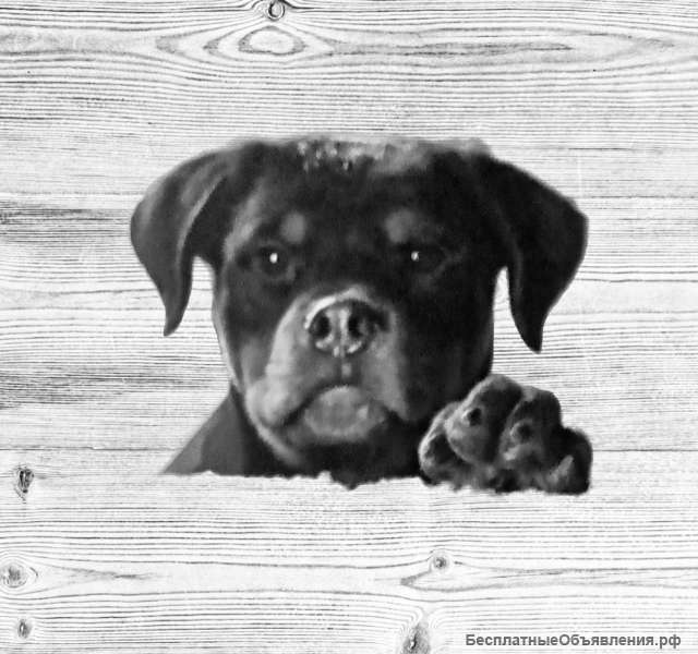 Девочка породы ротвейлер