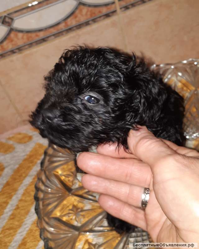 Болонка мальтипу