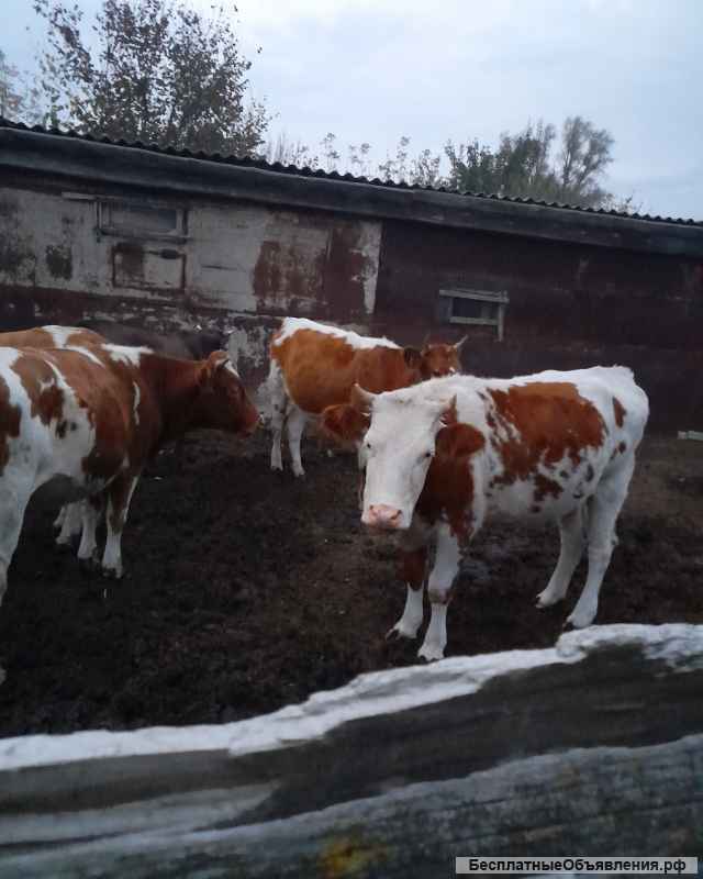 КРС 11 голов Телки стельные породы Симменкалки