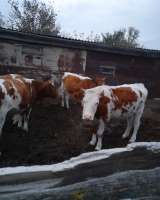 КРС 11 голов Телки стельные породы Симменкалки