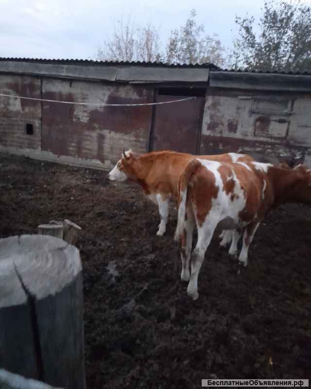 КРС 11 голов Телки стельные породы Симменкалки