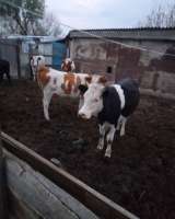 КРС 11 голов Телки стельные породы Симменкалки