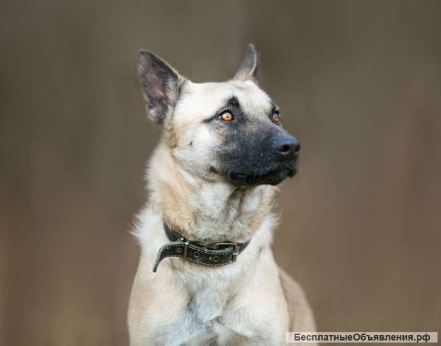 Взрослый пёс-метис Локи в добрые руки