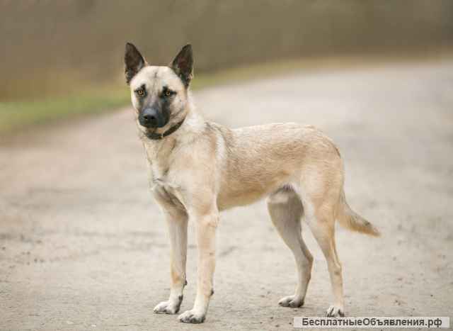 Взрослый пёс-метис Локи в добрые руки
