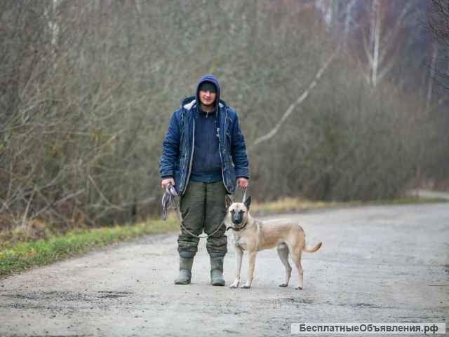 Взрослый пёс-метис Локи в добрые руки