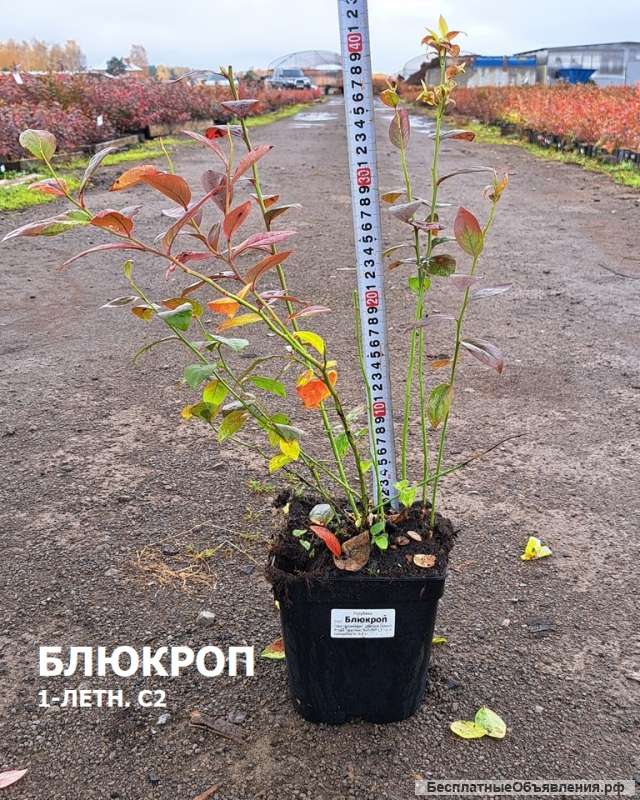 Саженцы Голубики, Жимолости, Клюквы с доставкой по РФ