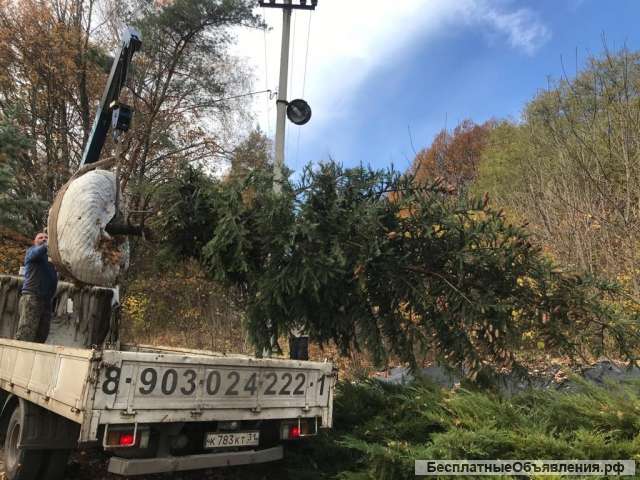 Плодовые и хвойные растения из питомника