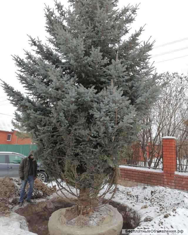 Плодовые и хвойные растения из питомника