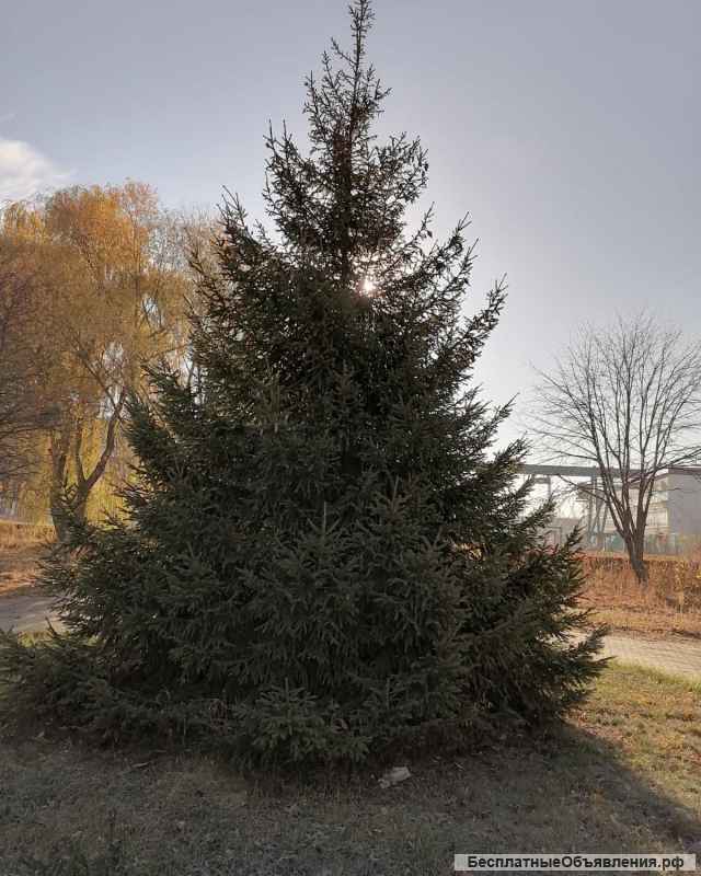 Плодовые и хвойные растения из питомника