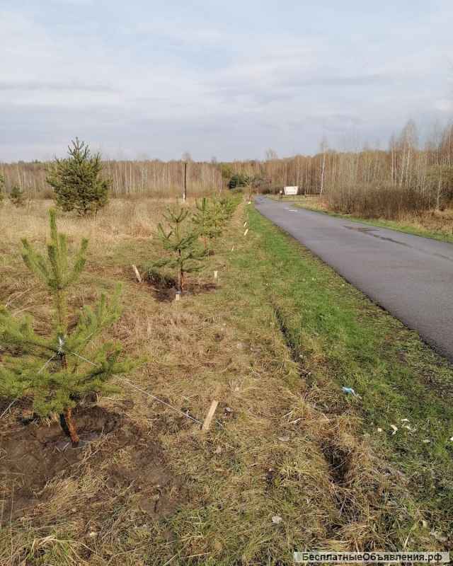 Плодовые и хвойные растения из питомника