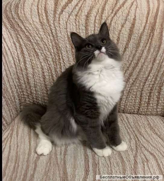 Котята Невской маскарадной кошки из питомника