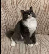 Котята Невской маскарадной кошки из питомника