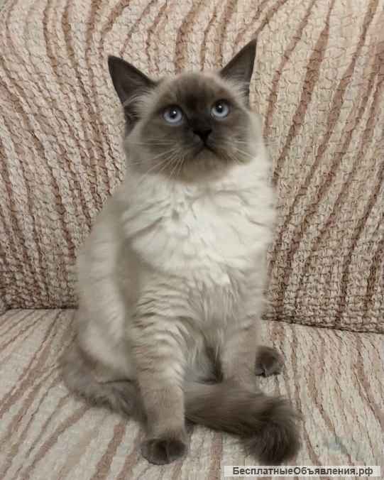 Котята Невской маскарадной кошки из питомника